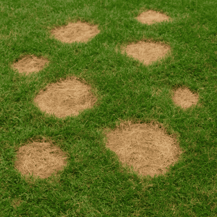 How to Diagnose Common Lawn Problems & DIY Lawn Care Tips
