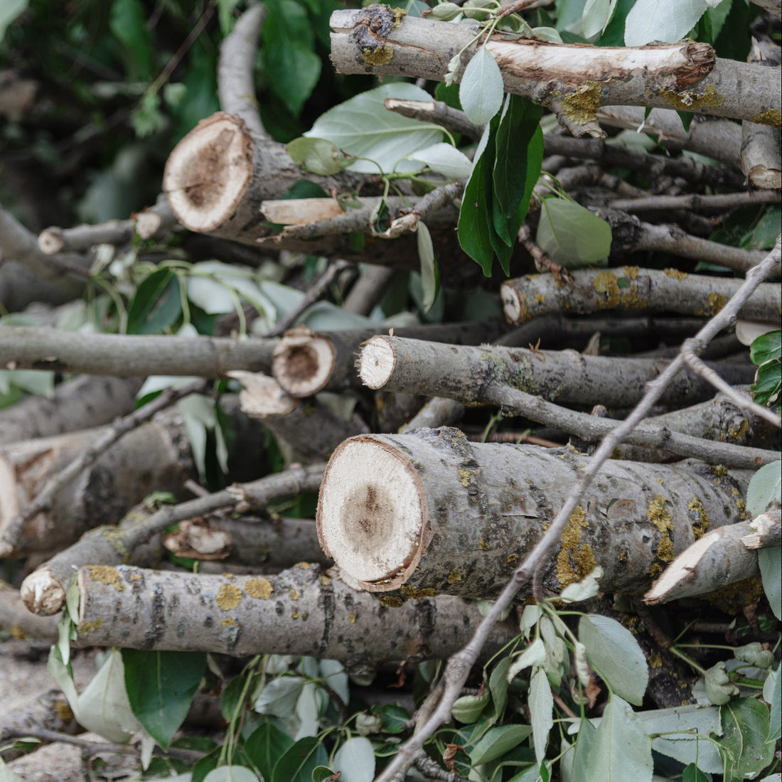 Brush & Limbs