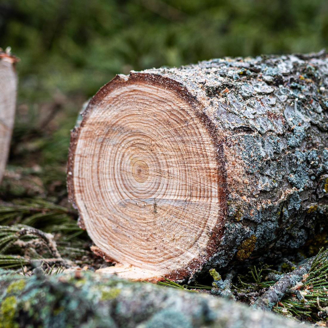 Logs